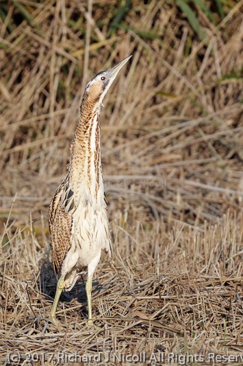 Bittern (Botaurus stellaris) - Bittern (Botaurus stellaris)