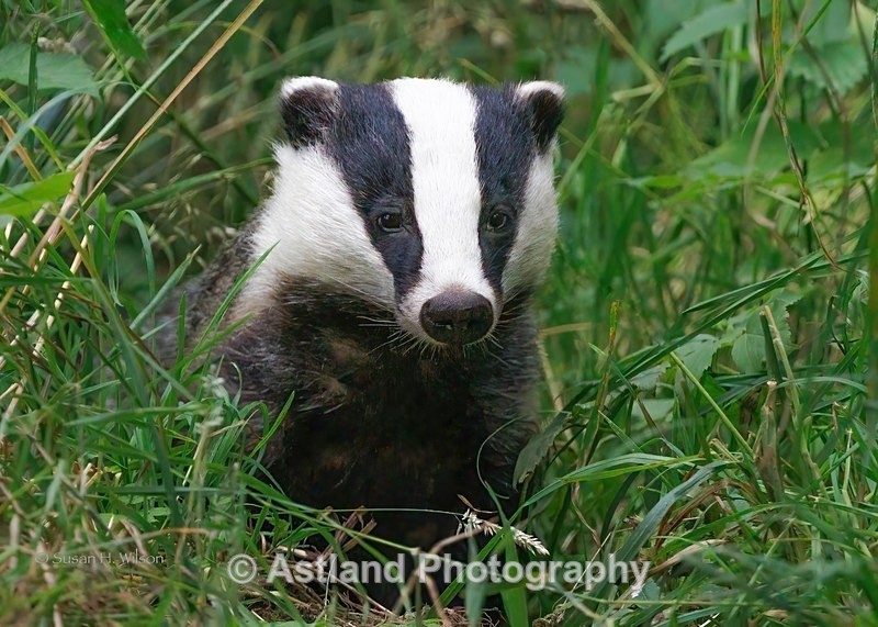 Astland Photography, Bird and Wildlife Images, Susan and Peter Wilson, U.K.