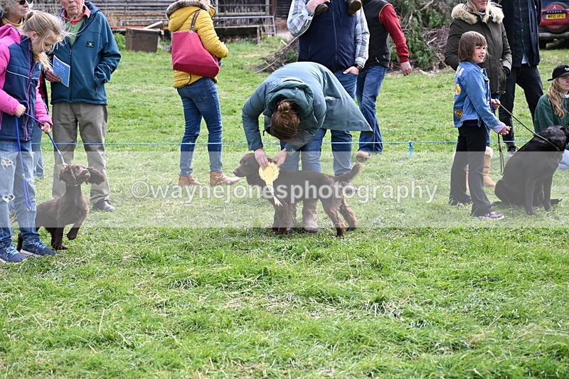 WJ6_9110 - Class 8 Best Working / Gun Dog or Bitch