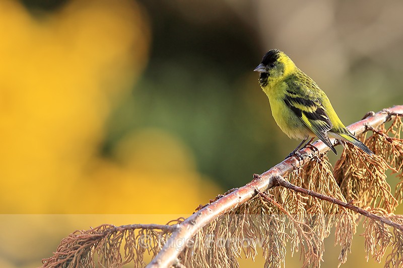 Black-chinned Siskin side view, Carcass Island, Falklands - Black-chinned Siskin
