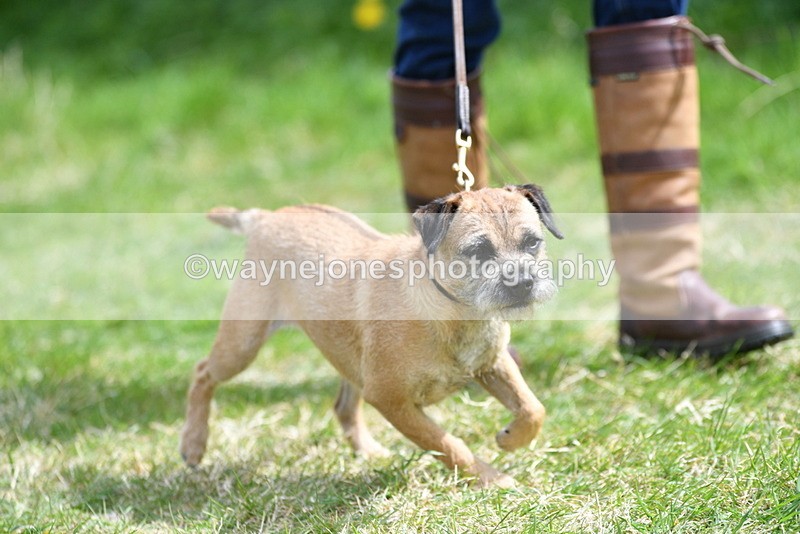 WJ5_0357 - Class 7 Best Terrier