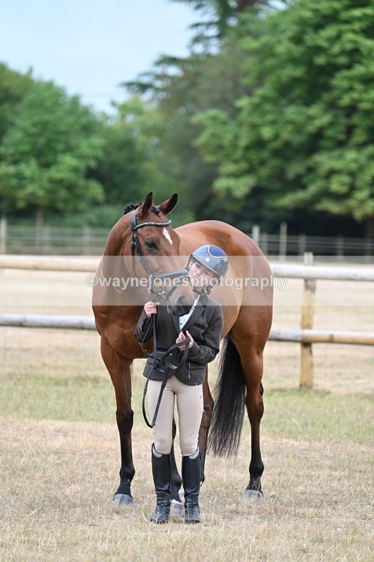 WJ7_9909 - Class 5a Most Handsome Gelding (above 14.2hh)