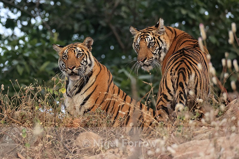 Two Tigers watching together, Bandhavgarh Reserve, India - Tiger