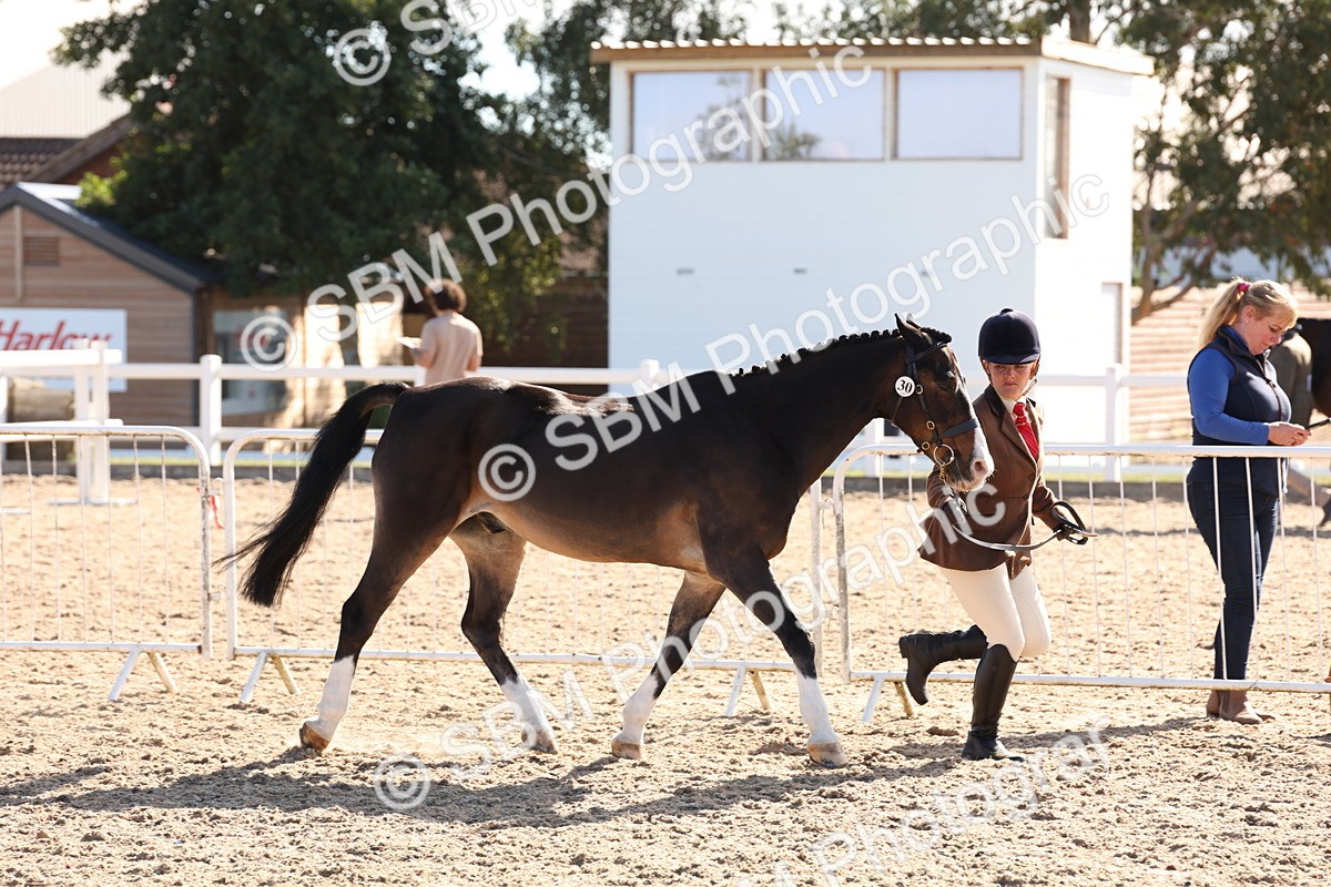 SBM_12821 - Class 205 - IH Show Pony - Show Hunter Pony
