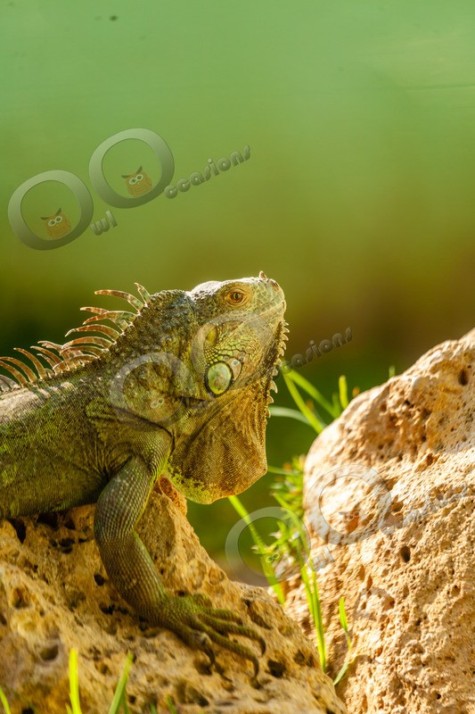 iguana Iguana Iguana-747 - Pet Photography