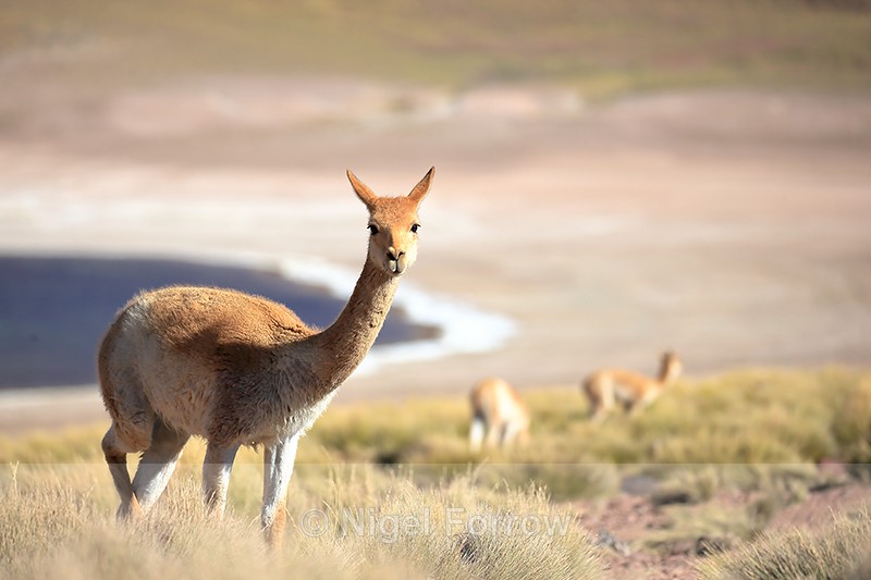 Adult Vicuna, Lake Miscanti background, Chile - Vicuna