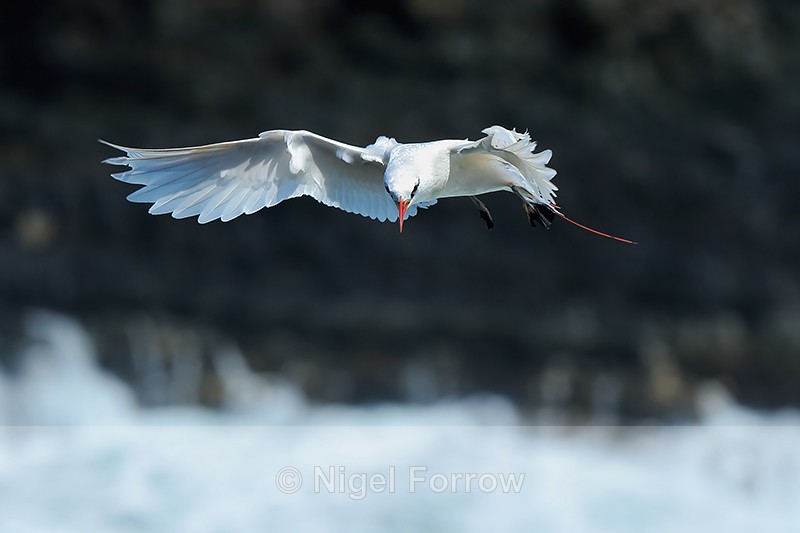 Red-tailed Tropicbird (adult) hovering, Kilauea Point, Kauai - Red-tailed Tropicbird