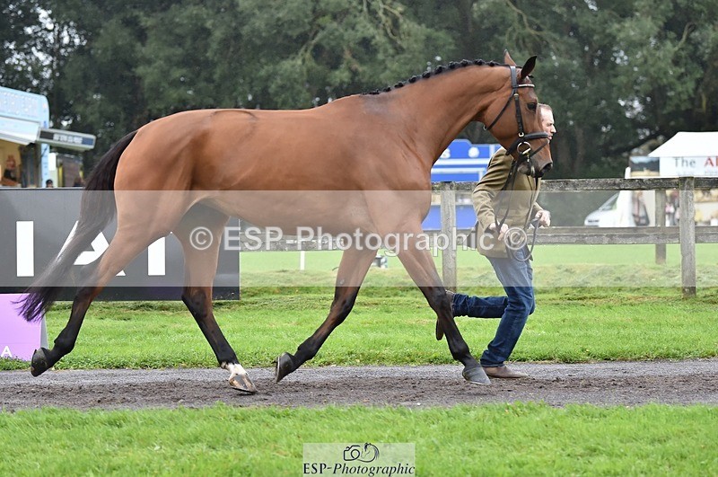 231018-122706-00299 - 036-DIAMANT.CRYSTAL.BLUE-Adam.Trew-TrotUp