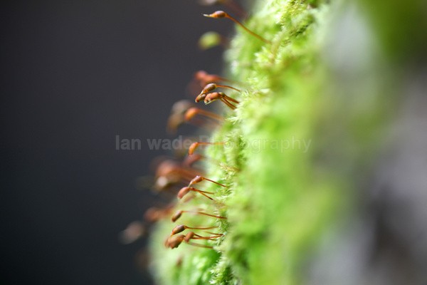 Tree moss FL062 - Wild Flowers,  plants & Fungus photography, Great Britain