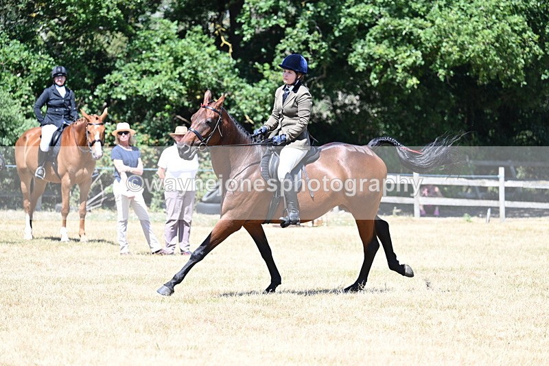 WJ7_3124 - Class 7 Riding Club Show Horse