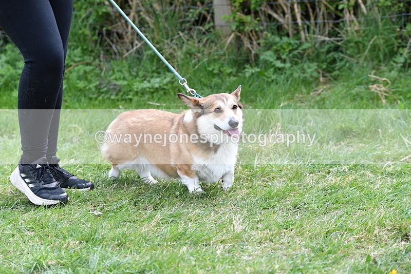 WJ5_9495 - Class 3 Most Handsome Dog