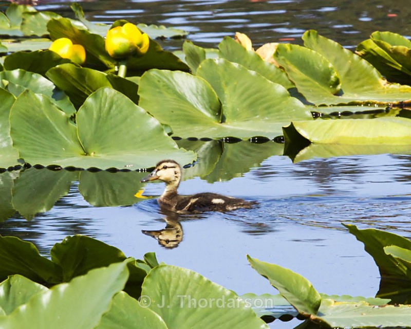  - Ducks