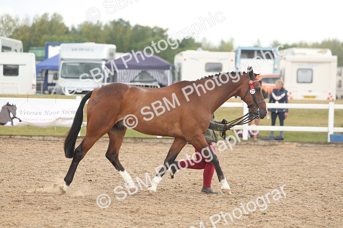 SBM_07888 - Class 28 - IH Veteran Horse