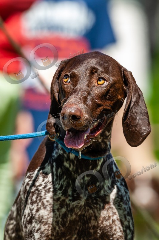 German Shorthaired Pointer_6165 - Pet Photography