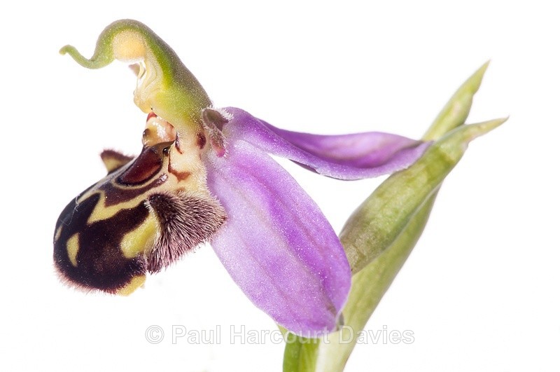  - WB: Orchids - Ophrys