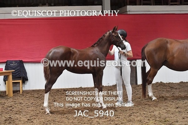 JAC_5940 - 11 Pandora of Westoak