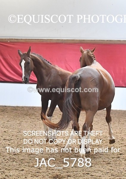 JAC_5788 - 11 Pandora of Westoak