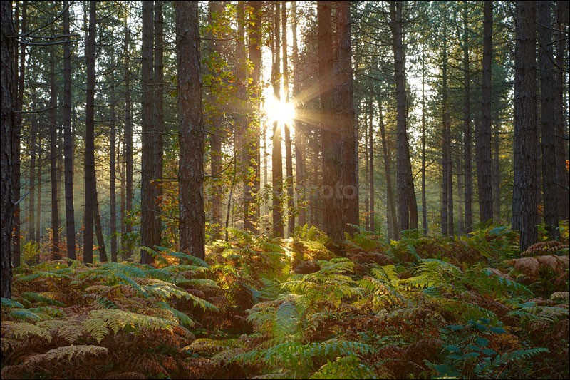 Pine Tree burst - Photographs of Woodland & Rivers
