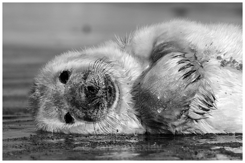 Claws 2 - Nature in Black & White