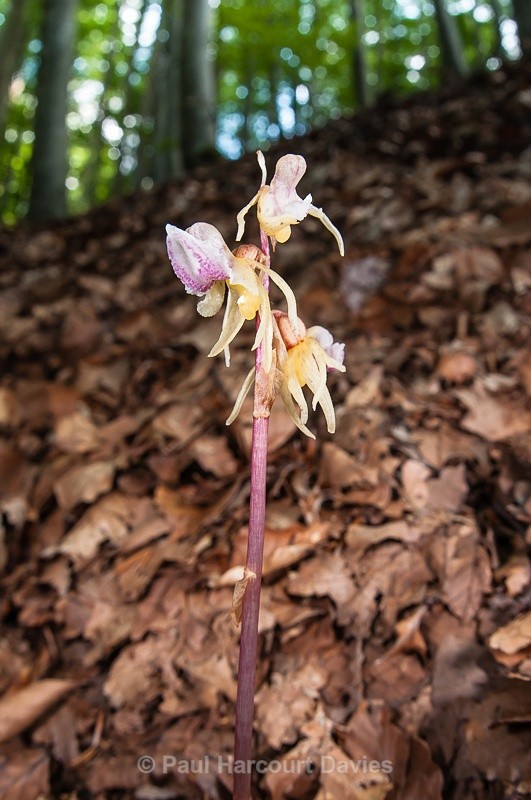  - Orchids - Various
