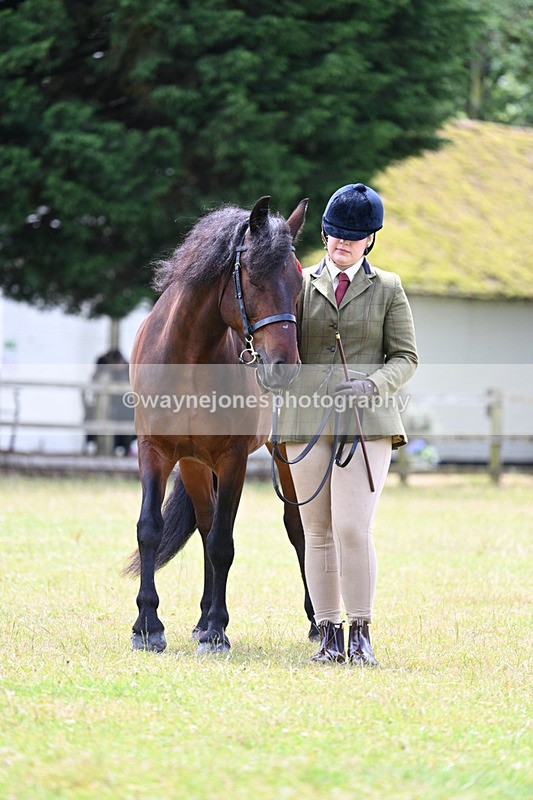WJ7_6682 - Class 5 Handsome Gelding in hand