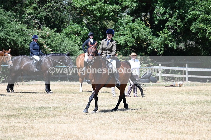 WJ7_3080 - Class 7 Riding Club Show Horse