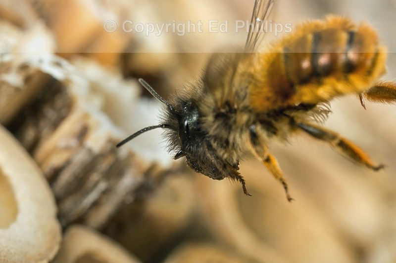 Osmia bicornis (f)
