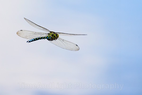 Male Southern hawker - Dragonflies & Damselflies