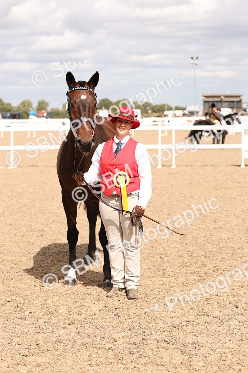 SBM_15404 - Class 210- IH Show Horse