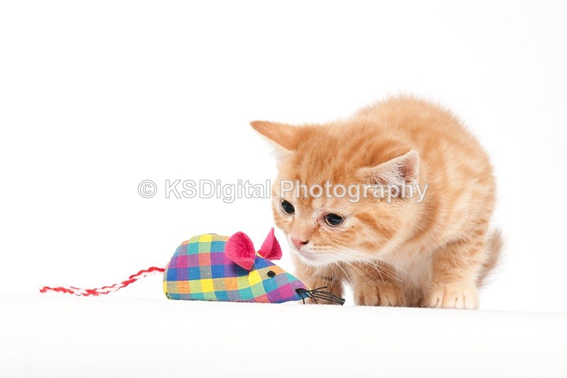 Tufton Red Pillarbox (18d) - Tufton British Shorthairs