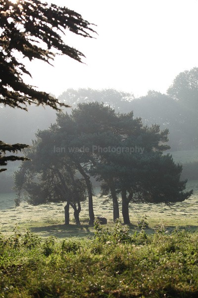 Tuckets Field Trees _027 - Frenchay care home Collection v