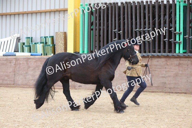 20251109-1068 - Class 29 - Geldings 4 Years and over