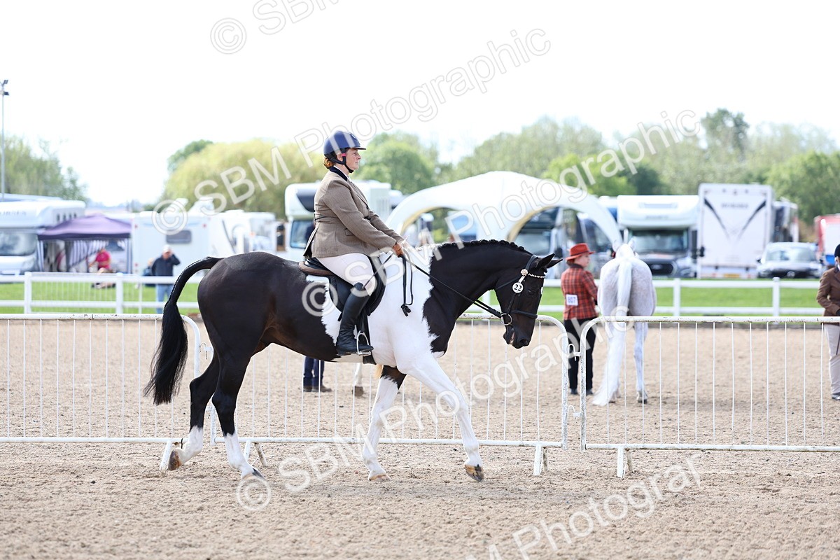 SBM_12017 - Class 308 - Ridden Coloured Horse