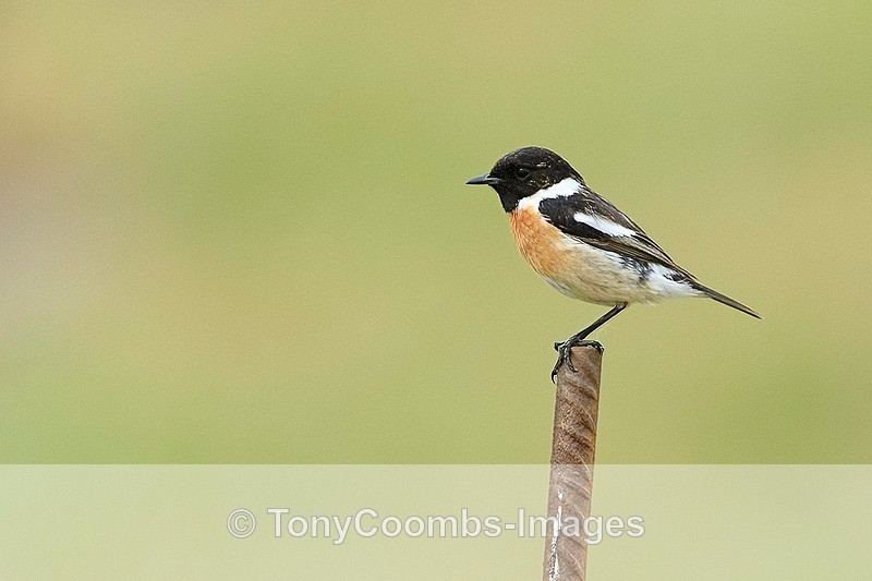Stonechat  (m) - Lesvos ~ Other Birds