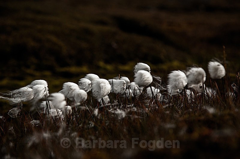 Arctic cottongrass 7639 - Trip with MS Expedition August 2016