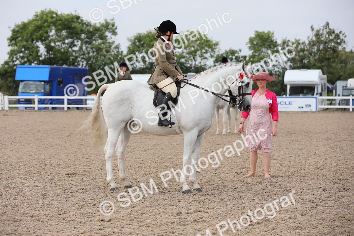SBM_13402 - Class 308 Ridden Coloured Horse