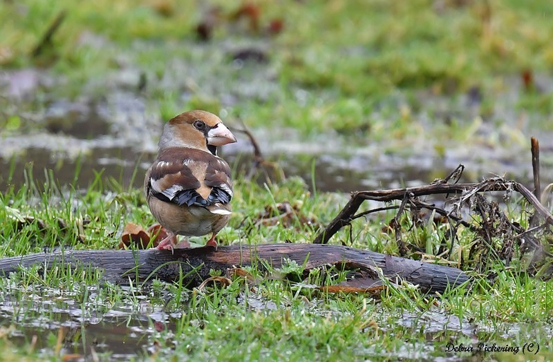 Hawfinch - Birds