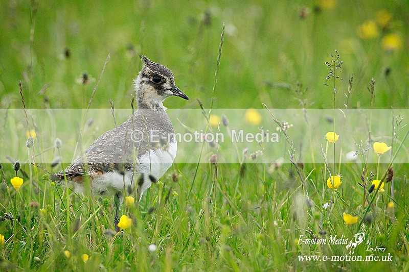Lapwing J 16062013-73a - Nature