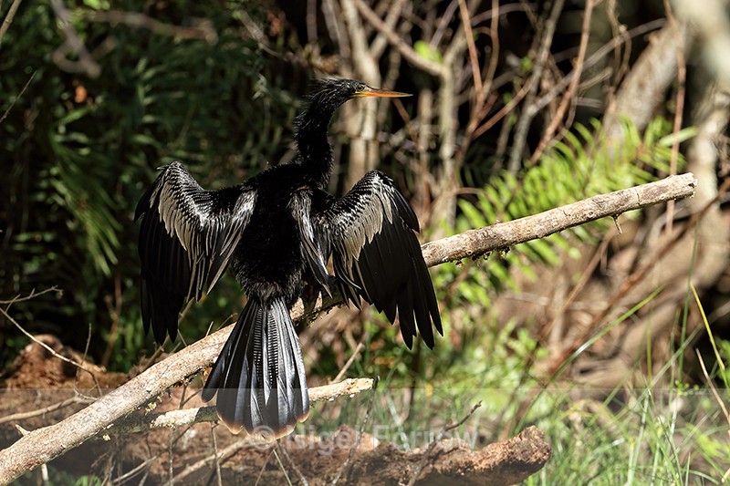 Anhinga (male) drying wings, Corkscrew Swamp, Florida - Anhinga