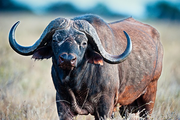 African Buffalo, Meru, Kenya