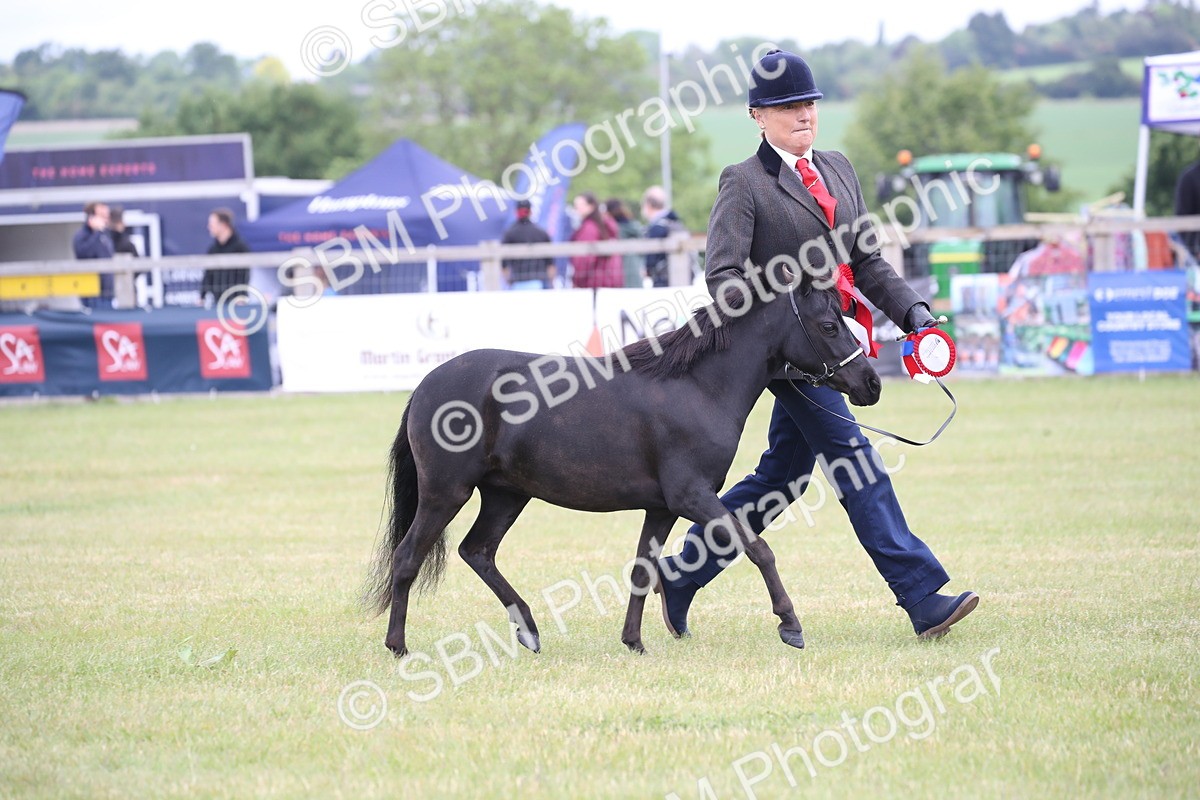 SBM_03589 - Class 23-25 - British Miniature Horse of the Year