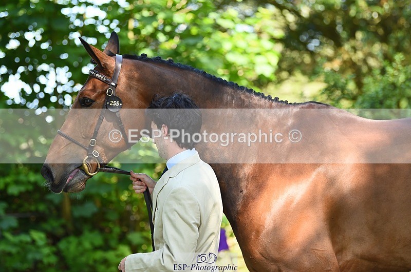 230524-161220-00758 - 255-HI_MR_HENRY-Henry_Hobby-WEDTrotUp+DR