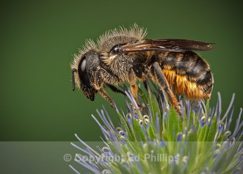 Osmia leaiana (f) - Osmia leaiana