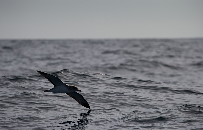 Cory's Shearwater, Pico, Azores - WHALES & DOLPHINS ( PICO, AZORES MAY 2013 & 2014 )