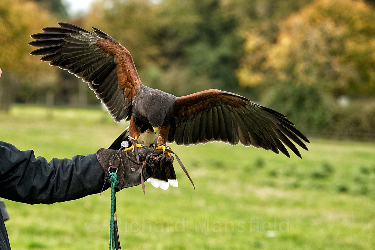  - West of England Falconry