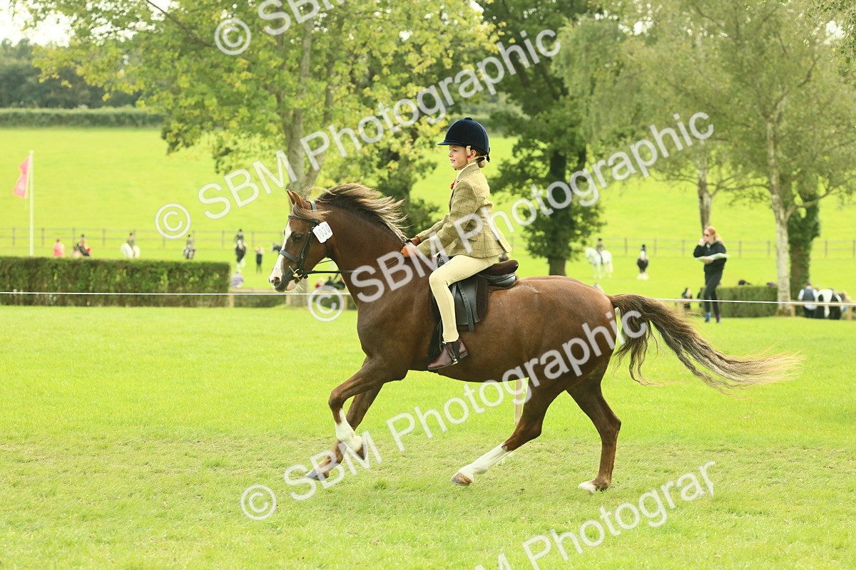 SBM_69882 - S59 - Mountain & Moorland Ridden Small Breeds