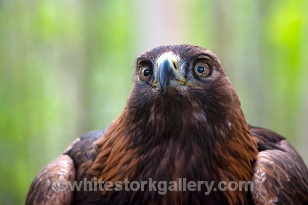 Golden Eagle - Wildlife and Animals