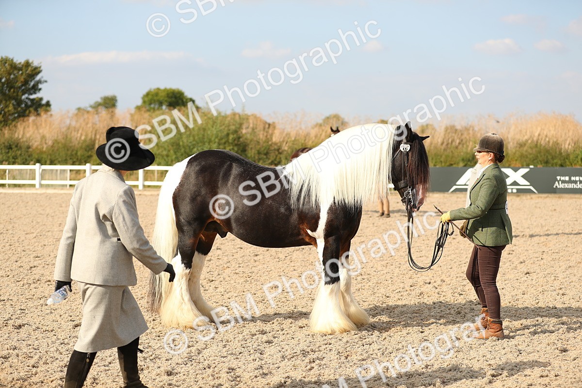 SBM_08575 - Class 28 - IH Veteran Horse