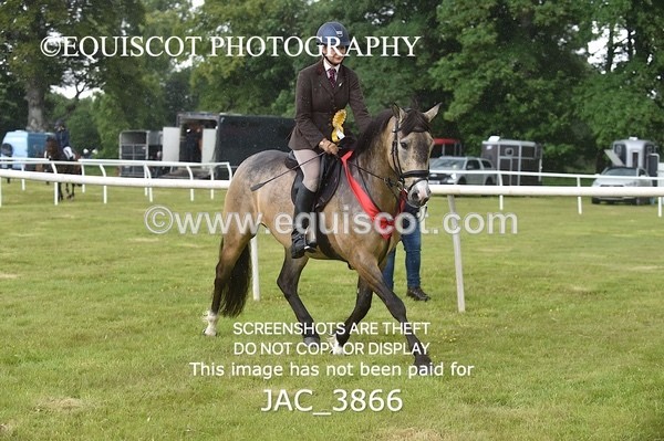 JAC_3866 - 65cm WORKING HUNTER