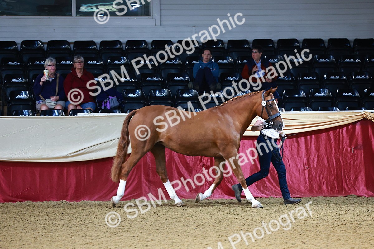 SBM_21727 - Class 901 - Supreme Final - IH  Diamond